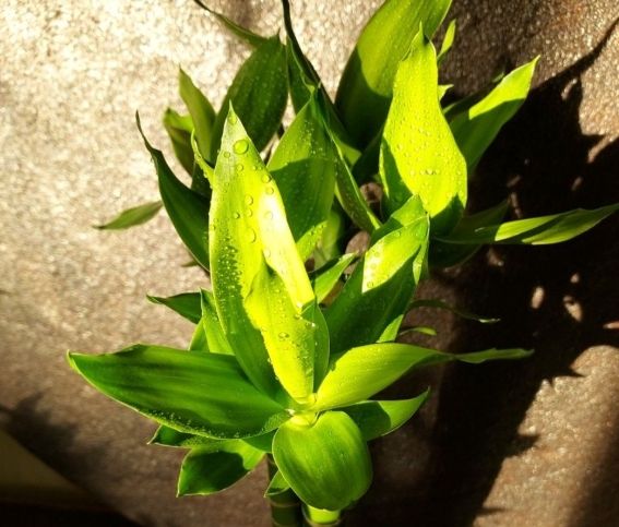 萬年青養護 萬年青養護