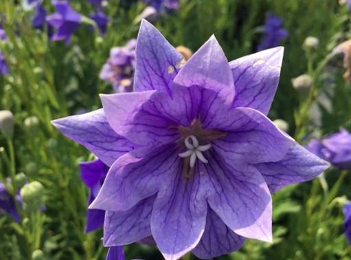 桔梗紫色 搭配技巧