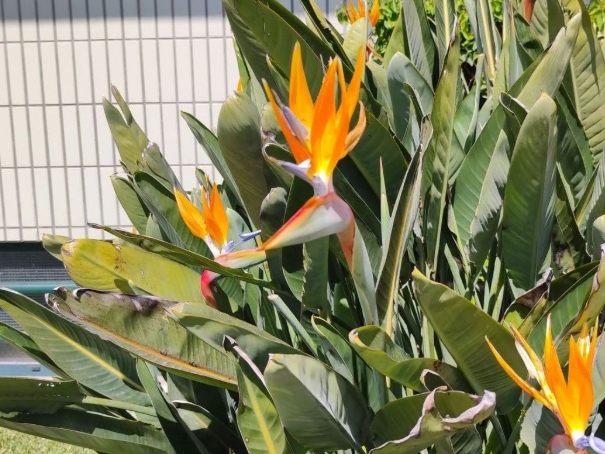 天堂鳥養護技巧