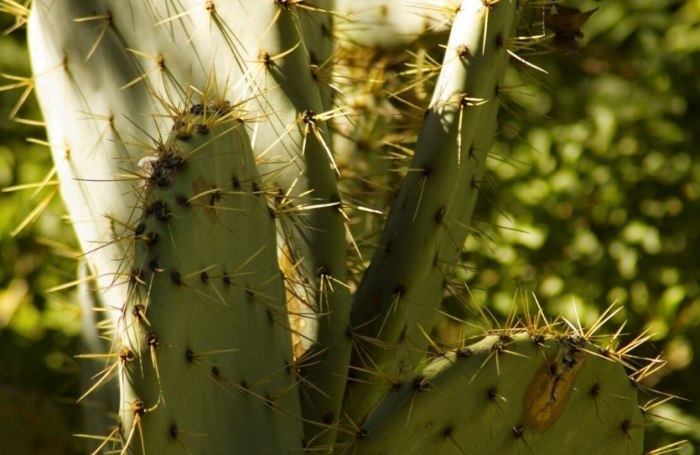 仙人掌種子發芽時間 仙人掌種子發芽時間