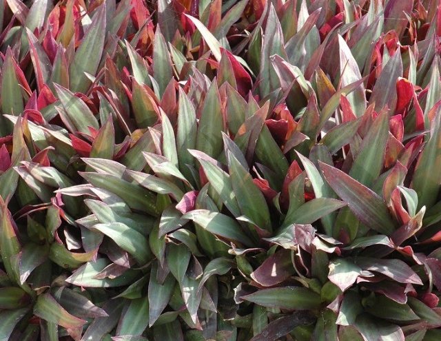 蚌蘭副作用 蚌蘭副作用