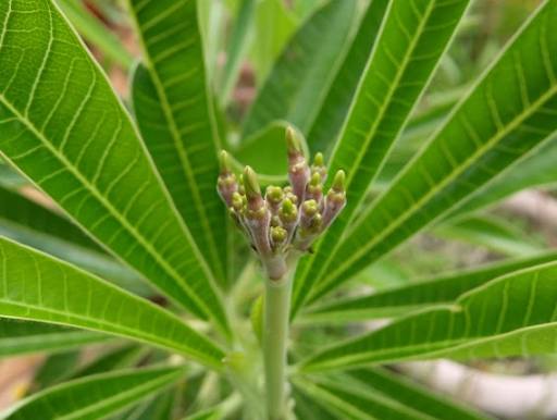 雞蛋花葉子焦黃