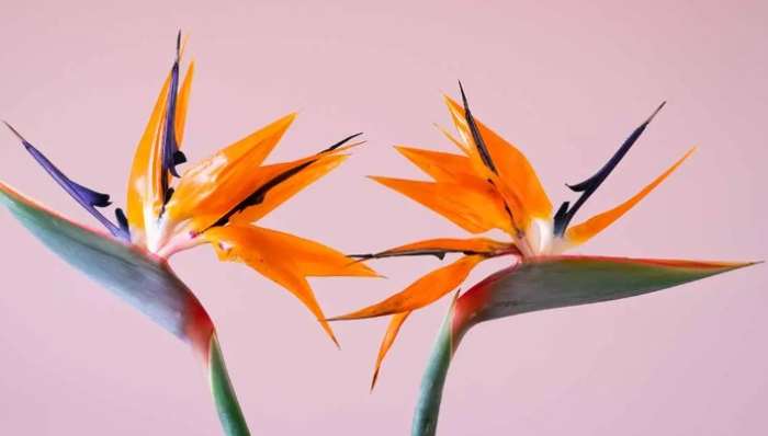 天堂鳥種植技巧