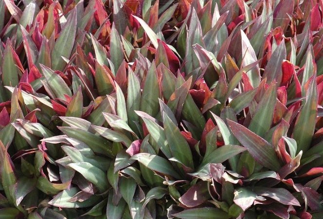 小蚌蘭照顧技巧