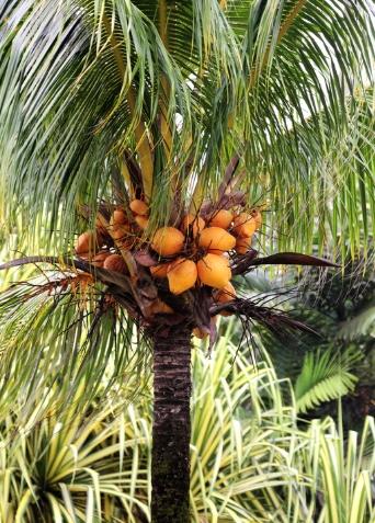 黃椰子果實食用
