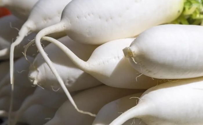 白蘿蔔副作用 白蘿蔔副作用
