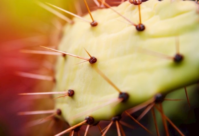 仙人掌復活方法