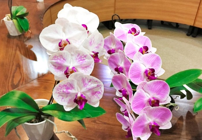 蝴蝶蘭栽培介質 蝴蝶蘭栽培介質