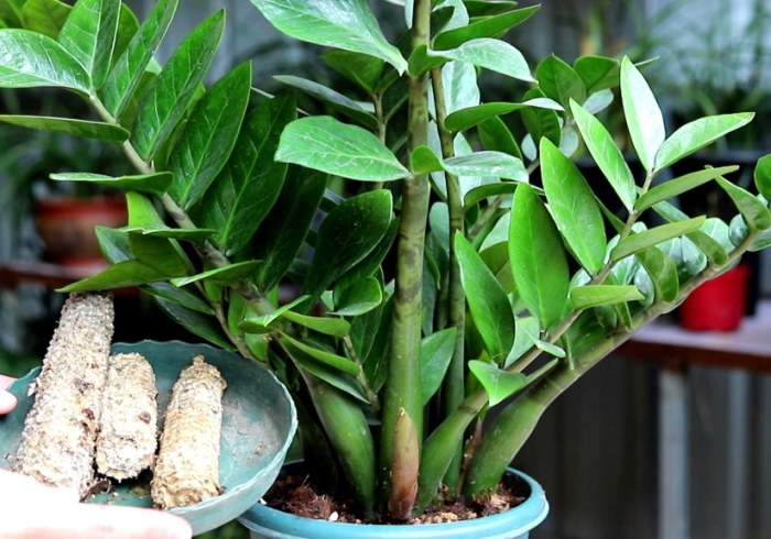 金钱树施肥方法 金钱树施肥方法