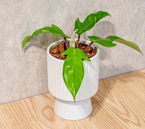 龍爪蔓綠絨室內照顧