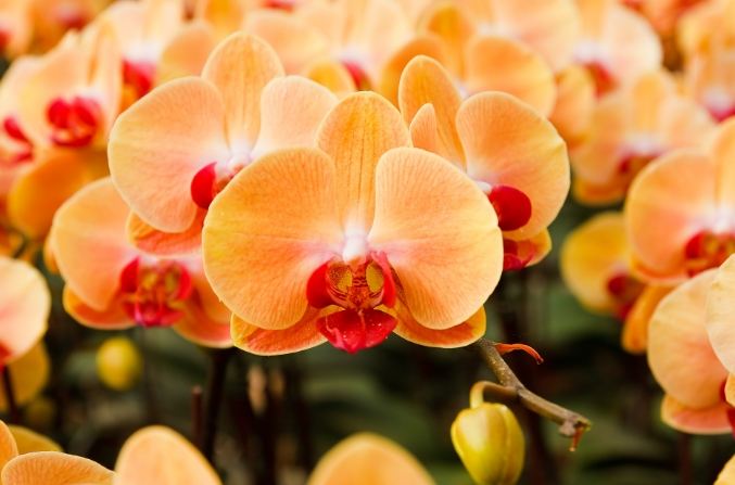 蘭花落花原因 蘭花落花原因