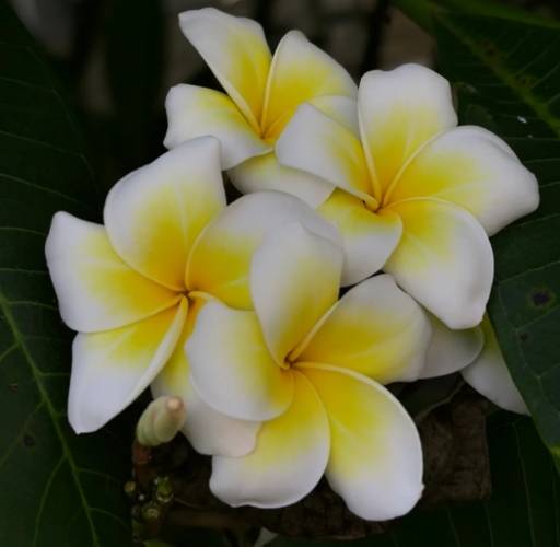 雞蛋花長高方法