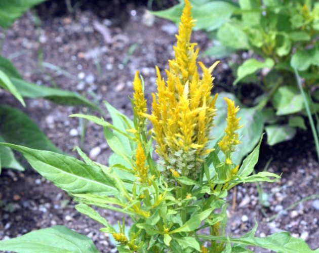 鳳尾花象征 鳳尾花象征