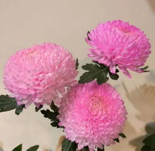 牡丹菊種植方法 牡丹菊種植方法