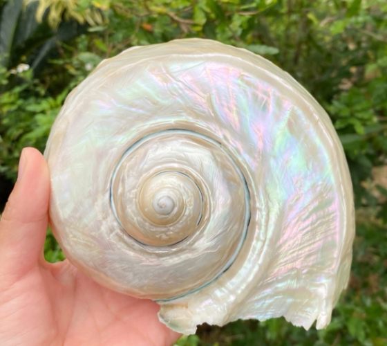 夜光貝瀕危原因