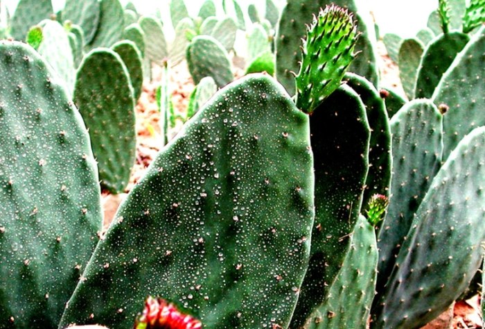 仙人掌養護方法 仙人掌養護方法
