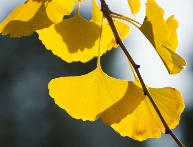 銀杏樹生長條件