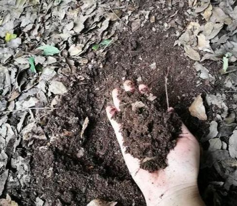 植物土壤发霉 植物土壤发霉