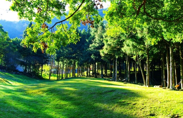 南投惠蓀林場景點 南投惠蓀林場景點