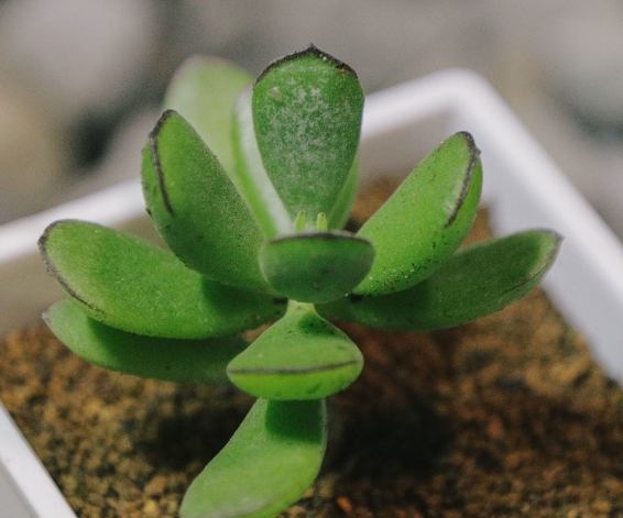 多肉耗葉原因 多肉耗葉原因