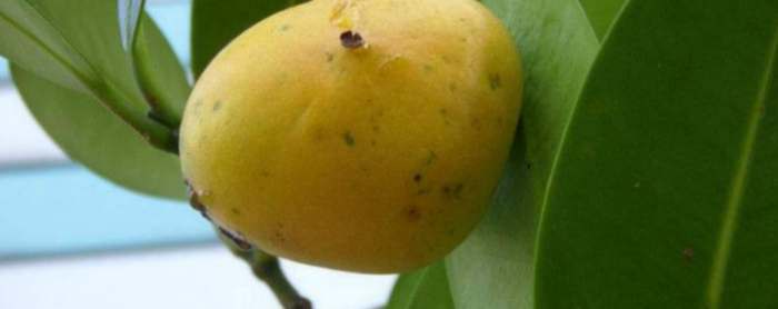 福木果實食用方法 福木果實食用方法