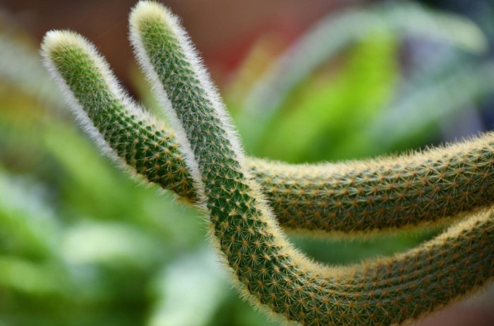 仙人掌悶養方法 仙人掌悶養方法