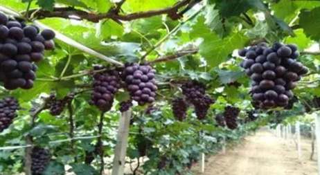 台灣葡萄種植 台灣葡萄種植