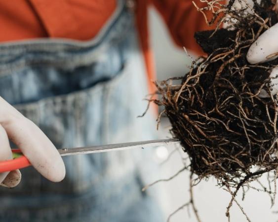 長壽梅換盆方法