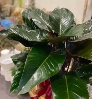 紅鑽蔓綠絨養護