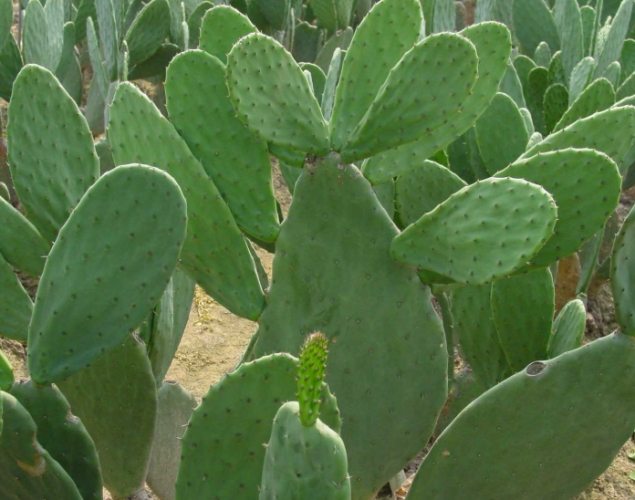 客厅仙人掌风水 客厅仙人掌风水