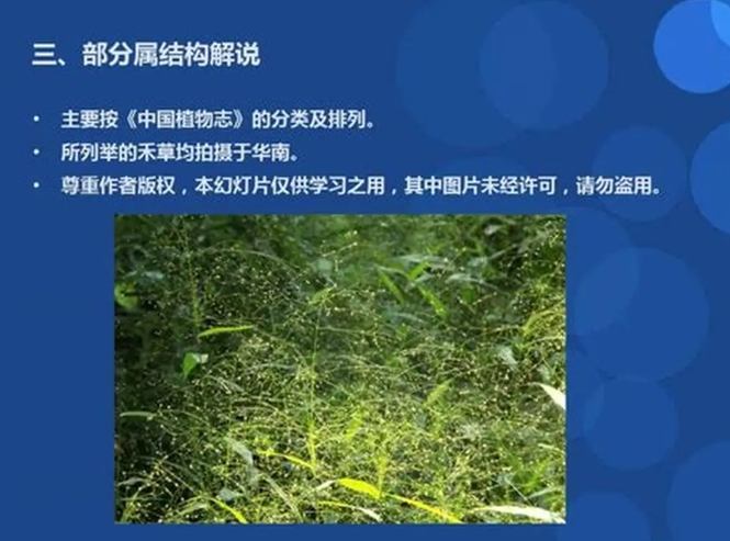 莎草科禾本科区别 莎草科禾本科区别