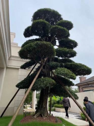 罗汉松修剪技巧 罗汉松修剪技巧