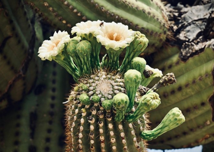 仙人掌施肥方法