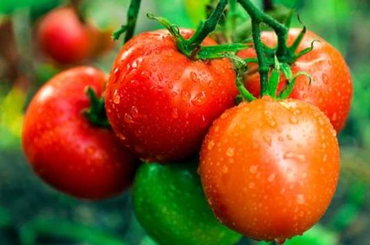 番茄著果劑效果