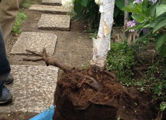 根部修剪技巧 根部修剪技巧