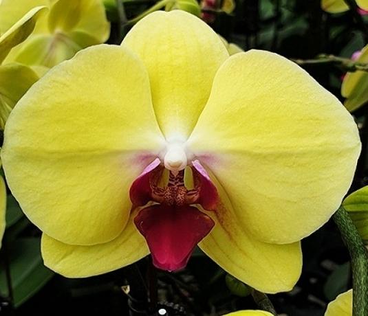 蘭花肥料使用方法 蘭花肥料使用方法