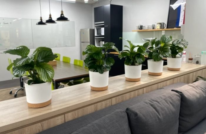 辦公室植物 辦公室植物