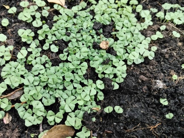 半日照蔬菜 半日照蔬菜