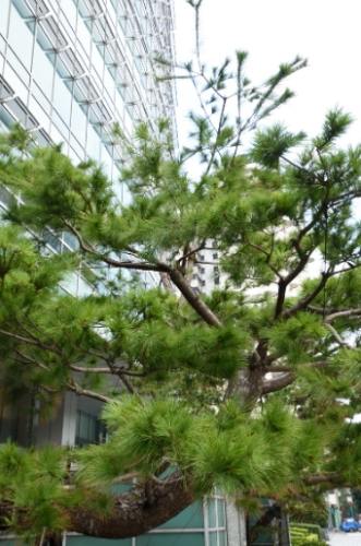 松樹養護 松樹養護