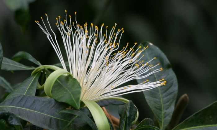 马拉巴栗 照顧 马拉巴栗 照顧