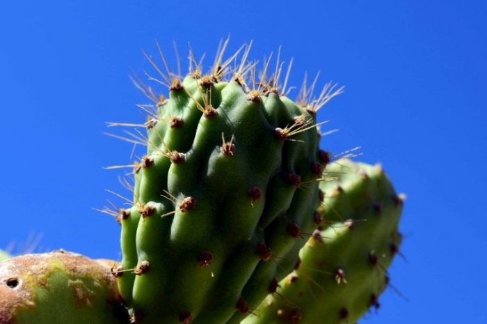 種子發芽技巧 種子發芽技巧