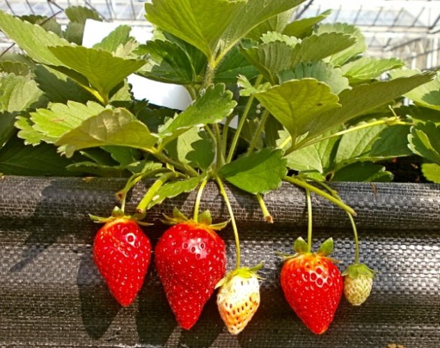 戀香草莓 品種特性