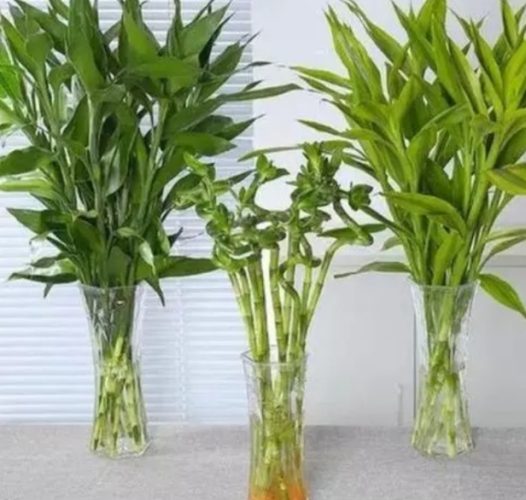 富贵竹养护方法