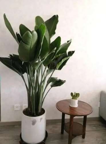 天堂鳥葉子枯黃處理