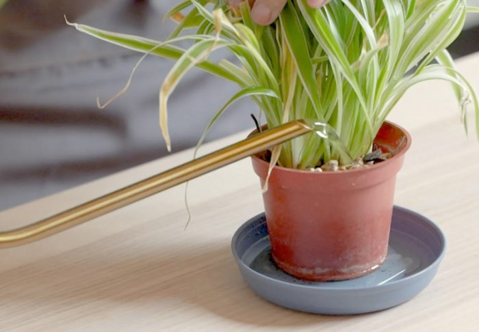 大型植物浇水技巧