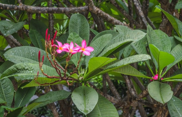 雞蛋花葉子變黃