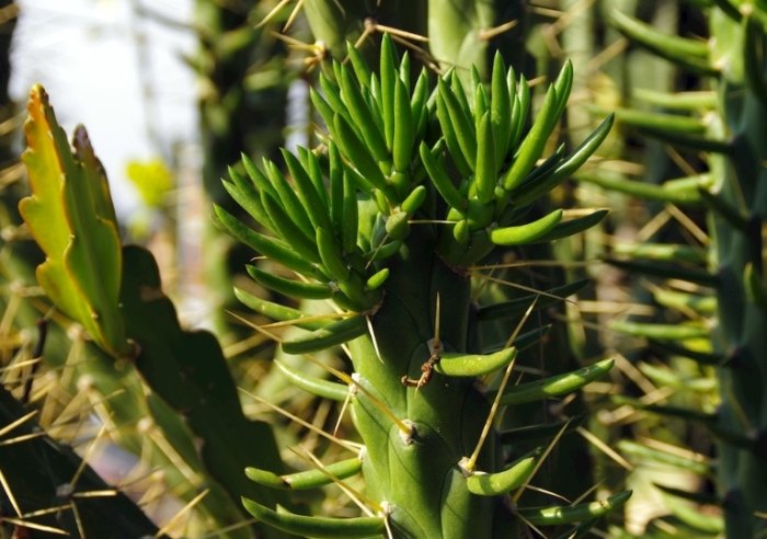 仙人掌變紫色原因
