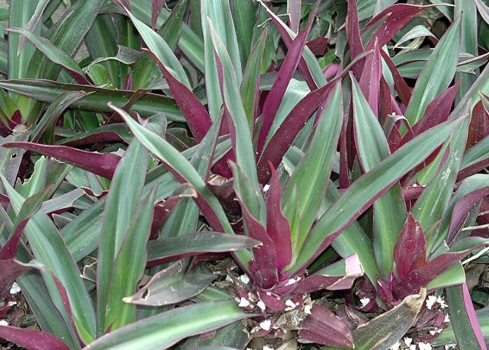 蚌蘭料理 蚌蘭料理