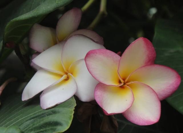 雞蛋花修剪技巧