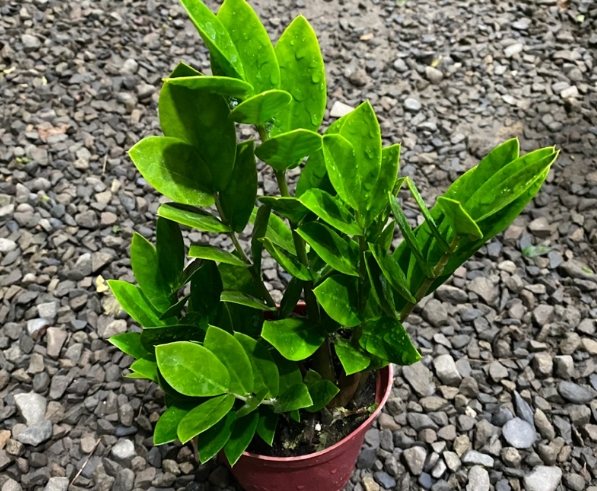 金璽美鐵芋種植 金璽美鐵芋種植